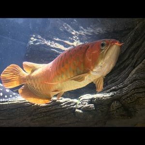 Meet your Posher, Melanie